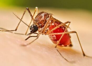 Jamshedpur dengue case : जमशेदपुर में डेंगू का एक और मरीज मिला, संख्या बढ़कर तीन