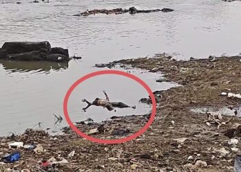 Jamshedpur unknown body found : बारीडीह में नदी किनारे मिला अज्ञात व्यक्ति का शव, शिनाख्त में जुटी पुलिस Jamshedpur unknown body found : बारीडीह में नदी किनारे मिला अज्ञात व्यक्ति का शव, शिनाख्त में जुटी पुलिस