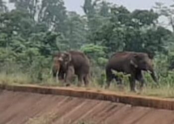 Jamshedpur rural elephant : बहरागोड़ा के घाघरा से सटे साल जंगल में पहुंचा हाथियों का झुंड, ग्रामीण भयभीत Jamshedpur rural elephant : बहरागोड़ा के घाघरा से सटे साल जंगल में पहुंचा हाथियों का झुंड, ग्रामीण भयभीत
