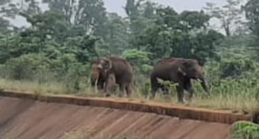 Jamshedpur rural elephant : बहरागोड़ा के घाघरा से सटे साल जंगल में पहुंचा हाथियों का झुंड, ग्रामीण भयभीत Jamshedpur rural elephant : बहरागोड़ा के घाघरा से सटे साल जंगल में पहुंचा हाथियों का झुंड, ग्रामीण भयभीत