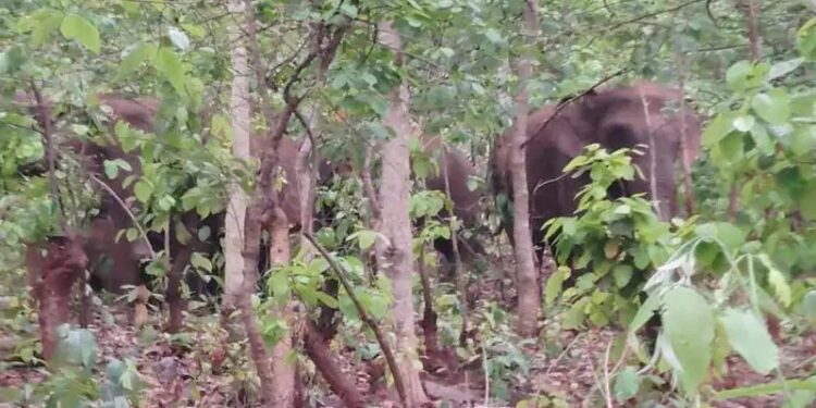 west singhbhum-नोवामुंडी के कांडेनाला के पास विचरण करते दिखा हाथियों का झुंड, ग्रामीणों से सतर्क रहने की अपील west singhbhum-नोवामुंडी के कांडेनाला के पास विचरण करते दिखा हाथियों का झुंड, ग्रामीणों से सतर्क रहने की अपील