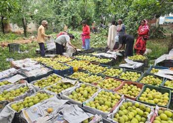 jharkhand farmers good news : नेतरहाट की नाशपाती ने पकड़ी संगठित बाजारों की राह, महिला किसानों को मिल रहा बेहतर दाम jharkhand farmers good news : नेतरहाट की नाशपाती ने पकड़ी संगठित बाजारों की राह, महिला किसानों को मिल रहा बेहतर दाम