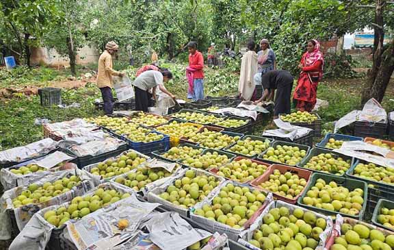 jharkhand farmers good news : नेतरहाट की नाशपाती ने पकड़ी संगठित बाजारों की राह, महिला किसानों को मिल रहा बेहतर दाम jharkhand farmers good news : नेतरहाट की नाशपाती ने पकड़ी संगठित बाजारों की राह, महिला किसानों को मिल रहा बेहतर दाम