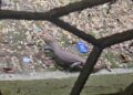 Jamshedpur indian monitor lizard : एमजीएम मेडिकल कॉलेज के पीजी होस्टल के पीछे गोह निकलने से मची अफरातफरी, वन विभाग के अधिकारी पहुंचे, गोह को पकड़ कर ले गए अपने साथ