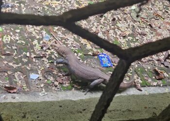 Jamshedpur indian monitor lizard : एमजीएम मेडिकल कॉलेज के पीजी होस्टल के पीछे गोह निकलने से मची अफरातफरी, वन विभाग के अधिकारी पहुंचे, गोह को पकड़ कर ले गए अपने साथ Jamshedpur indian monitor lizard : एमजीएम मेडिकल कॉलेज के पीजी होस्टल के पीछे गोह निकलने से मची अफरातफरी, वन विभाग के अधिकारी पहुंचे, गोह को पकड़ कर ले गए अपने साथ