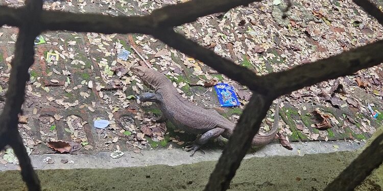 Jamshedpur indian monitor lizard : एमजीएम मेडिकल कॉलेज के पीजी होस्टल के पीछे गोह निकलने से मची अफरातफरी, वन विभाग के अधिकारी पहुंचे, गोह को पकड़ कर ले गए अपने साथ Jamshedpur indian monitor lizard : एमजीएम मेडिकल कॉलेज के पीजी होस्टल के पीछे गोह निकलने से मची अफरातफरी, वन विभाग के अधिकारी पहुंचे, गोह को पकड़ कर ले गए अपने साथ