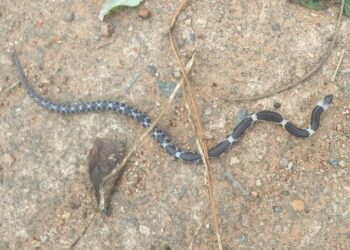 Jamshedpur rural snake in sabar busti : बड़ाखुर्शी सबर बस्ती में जहरीला सांप निकलने से मचा हड़कंप, समाजसेवी मंगल कर्मकार ने कराई झाड़ियों की सफाई Jamshedpur rural snake in sabar busti : बड़ाखुर्शी सबर बस्ती में जहरीला सांप निकलने से मचा हड़कंप, समाजसेवी मंगल कर्मकार ने कराई झाड़ियों की सफाई