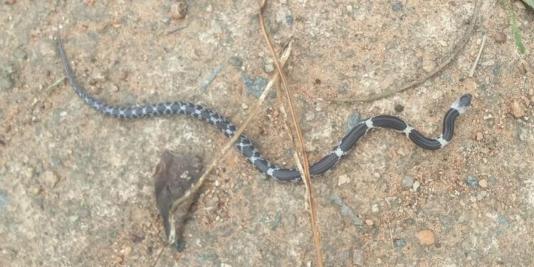 Jamshedpur rural snake in sabar busti : बड़ाखुर्शी सबर बस्ती में जहरीला सांप निकलने से मचा हड़कंप, समाजसेवी मंगल कर्मकार ने कराई झाड़ियों की सफाई Jamshedpur rural snake in sabar busti : बड़ाखुर्शी सबर बस्ती में जहरीला सांप निकलने से मचा हड़कंप, समाजसेवी मंगल कर्मकार ने कराई झाड़ियों की सफाई