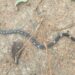 Jamshedpur rural snake in sabar busti : बड़ाखुर्शी सबर बस्ती में जहरीला सांप निकलने से मचा हड़कंप, समाजसेवी मंगल कर्मकार ने कराई झाड़ियों की सफाई