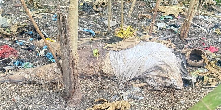 Jamshedpur deadbody found : मानगो के आजादनगर मुर्दा मैदान के पास अज्ञात व्यक्ति का शव बरामद, झाड़ियों में सड़ा-गला शव मिलने से सनसनी, पुलिस मृत व्यक्ति की पहचान कराने में जुटी Jamshedpur deadbody found : मानगो के आजादनगर मुर्दा मैदान के पास अज्ञात व्यक्ति का शव बरामद, झाड़ियों में सड़ा-गला शव मिलने से सनसनी, पुलिस मृत व्यक्ति की पहचान कराने में जुटी