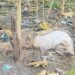 Jamshedpur deadbody found : मानगो के आजादनगर मुर्दा मैदान के पास अज्ञात व्यक्ति का शव बरामद, झाड़ियों में सड़ा-गला शव मिलने से सनसनी, पुलिस मृत व्यक्ति की पहचान कराने में जुटी