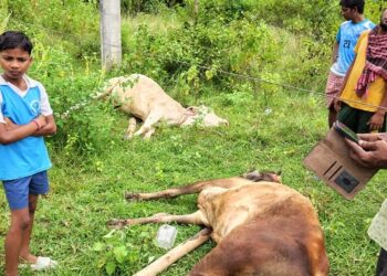 Jamshedpur rural incident : नरवा पहाड़ में बिजली तार की चपेट में आने से दो बैलों की मौत, खेत में चरने के दौरान हुआ हादसा