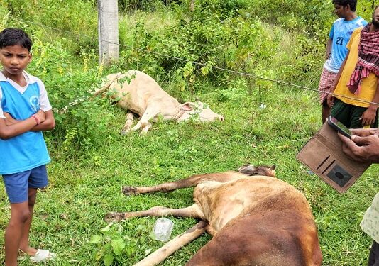 Jamshedpur rural incident : नरवा पहाड़ में बिजली तार की चपेट में आने से दो बैलों की मौत, खेत में चरने के दौरान हुआ हादसा